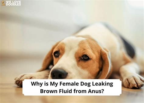 dog leaking brown fluid|Why is My Female Dog Leaking Brown Fluid From Anus: 5 Causes